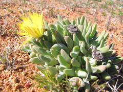 Cheiridopsis schlechteri