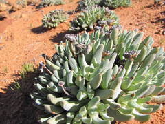 Cheiridopsis schlechteri