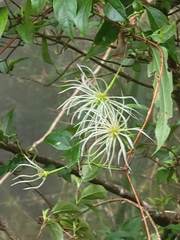 Clematis morii