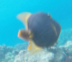 Cantherhines dumerilii