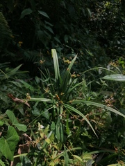 Cyperus albostriatus