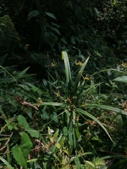 Cyperus albostriatus