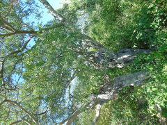 Lonchocarpus hermannii
