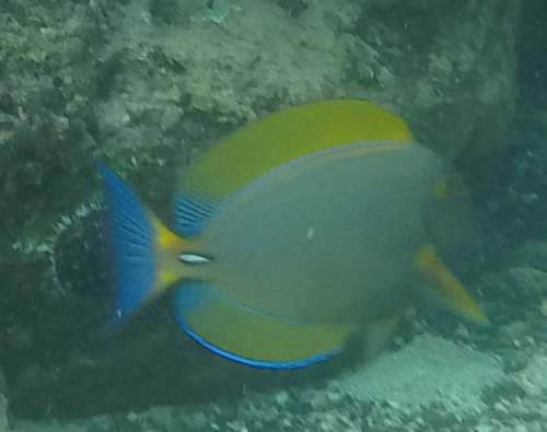 Eyestripe Surgeonfish