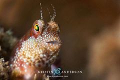 Mimoblennius atrocinctus