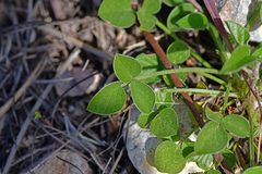 Bituminaria bituminosa