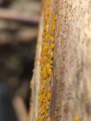 Dacrymyces minor