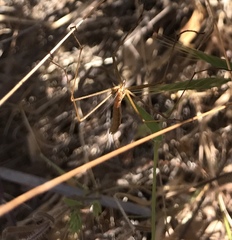 Apterobittacus apterus