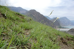 Dianthus lanceolatus