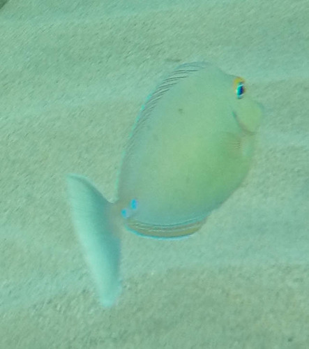 Naso unicornis