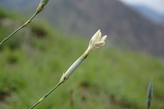 Dianthus lanceolatus
