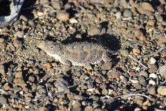 Phrynosoma douglasii