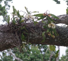Cyrtorchis arcuata arcuata