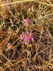 Astragalus nothoxys