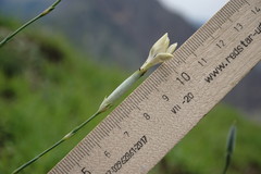 Dianthus lanceolatus