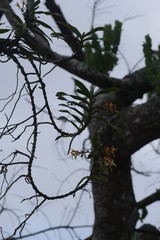 Cyrtorchis arcuata arcuata