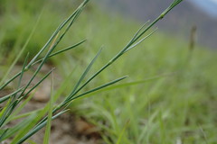 Dianthus lanceolatus