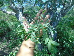 Lonchocarpus hermannii