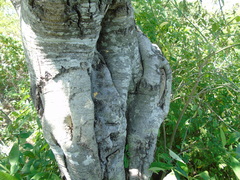 Lonchocarpus hermannii