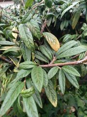 Cotoneaster salicifolius