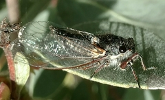 Platypedia minor