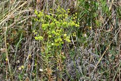 Euphorbia segetalis