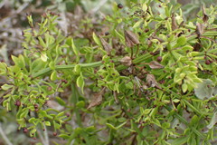 Rubia petiolaris