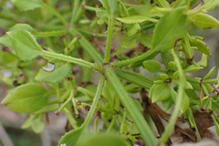 Rubia petiolaris