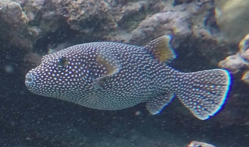 Arothron meleagris