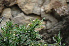 Rhamnus tortuosa