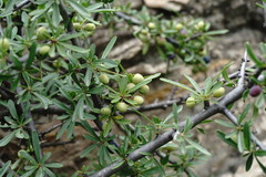 Rhamnus tortuosa