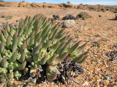 Cheiridopsis imitans