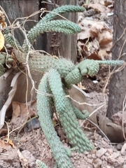 Aporocactus flagelliformis