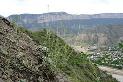 Scrophularia variegata