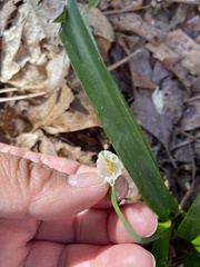 Leucojum