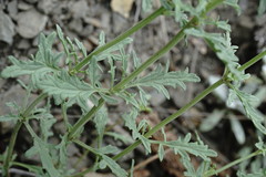 Scrophularia variegata