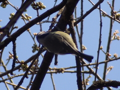 Cyanistes caeruleus