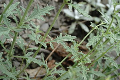 Scrophularia variegata