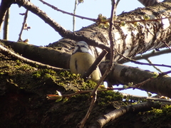 Cyanistes caeruleus