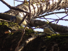 Cyanistes caeruleus