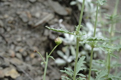 Scrophularia variegata