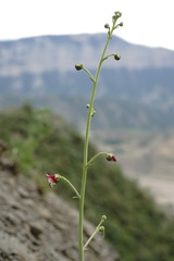 Scrophularia variegata