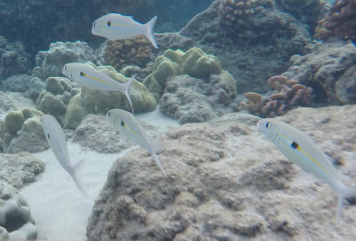 Mulloidichthys flavolineatus