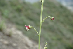 Scrophularia variegata