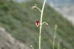 Scrophularia variegata