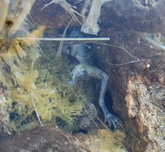 Lithobates chiricahuensis