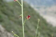 Scrophularia variegata