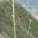 Scrophularia variegata - Photo (c) Сергей, algunos derechos reservados (CC BY-NC), subido por Сергей