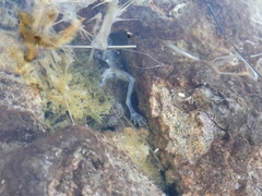 Lithobates chiricahuensis