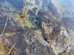 Lithobates chiricahuensis